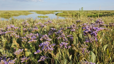 Common Sea-lavender