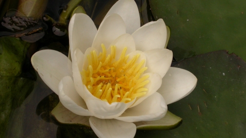 White Water-lily