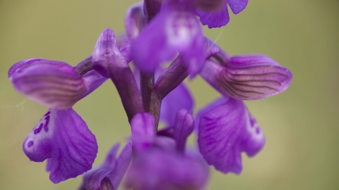 Green-winged Orchid