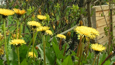 dandelion common foot species wildflowers wales richard wildlife colt