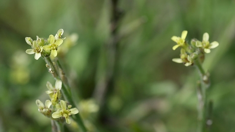 Hedge Mustard