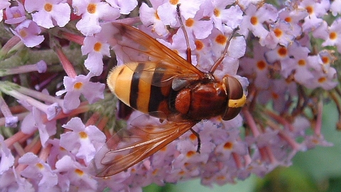 Hornet Mimic Hoverfly