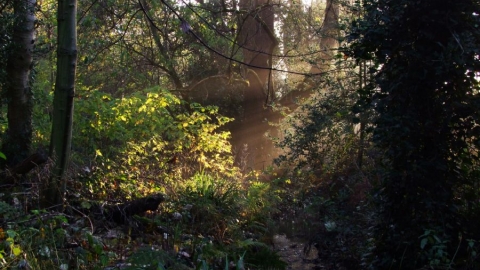 Moseley Bog in the early morning light