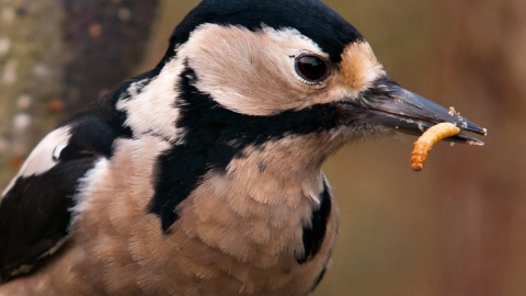 Great spotted woodpecker