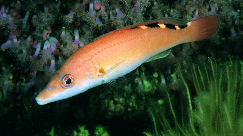 Female cuckoo wrasse