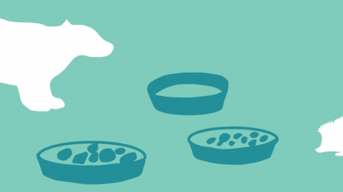 How To Attract Hedgehogs And Badgers The Wildlife Trust
