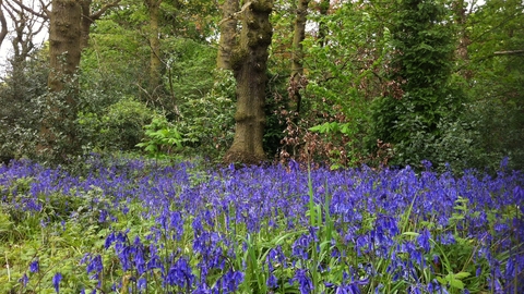 Turner S Wood The Wildlife Trust For Birmingham And The Black Country
