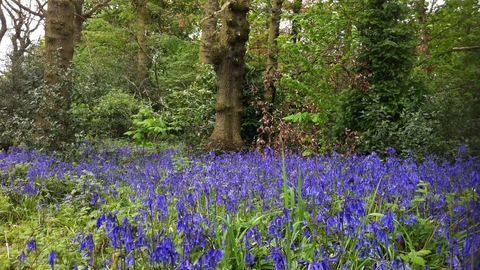 Bluebells at Turner's Wood