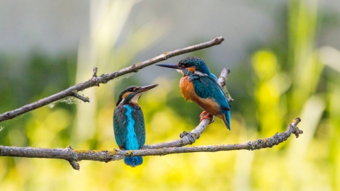 Kingfishers