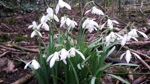snowdrop