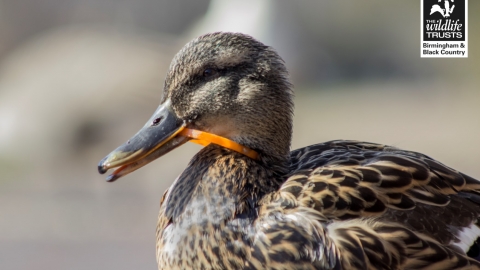 plastic ring around duck neck in canal