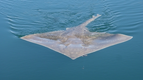 Flapper (common) skate