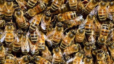 bees