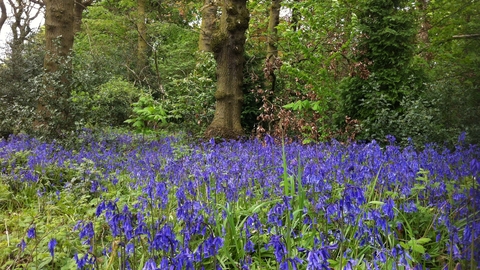 Bluebells at Turner's Wood