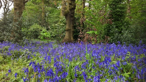 Turner's Wood bluebells