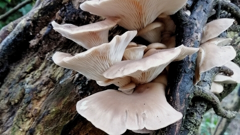 oyster mushroom