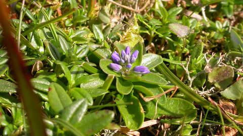 Dwarf milkwort