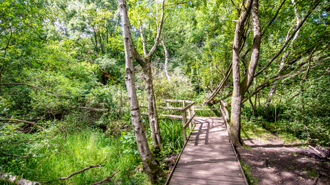 Moseley Bog