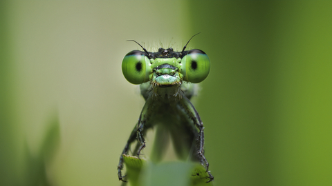 Damselfly