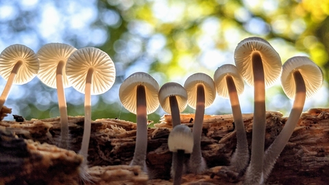 Fungi