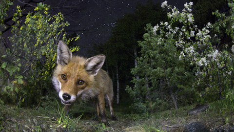 Nocturnal night