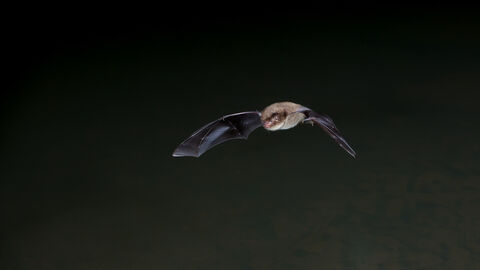 BAt