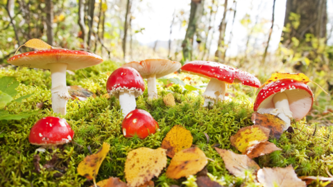 Fly agarics