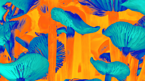 Fungi