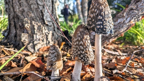 Fungi