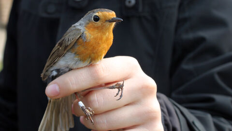 Bird ringing