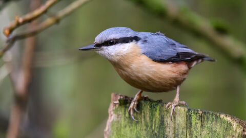 Nuthatch