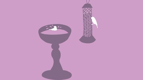 An illustration of a hanging bird feeder with a bird feeding on it next to a bird bath with a bird bathing in it