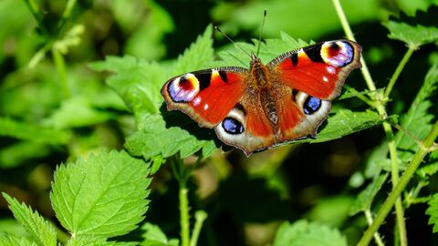 Peacock butterfly
