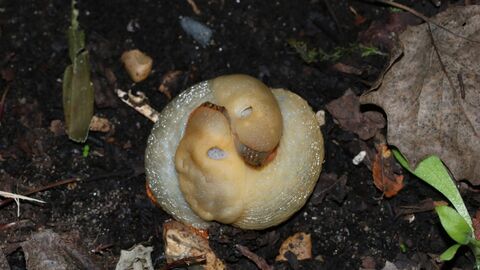 Mating slugs