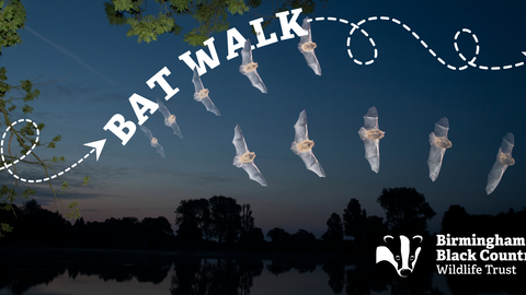 Bat Walk