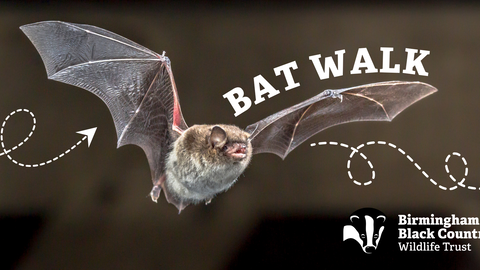 Bat Walk