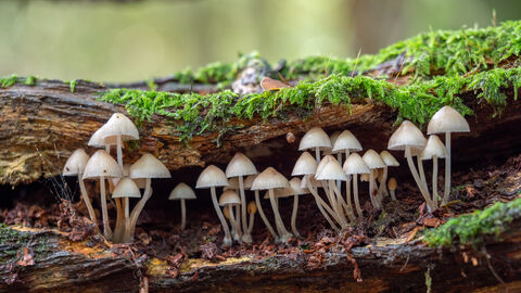 Birmingham Fungi Festival
