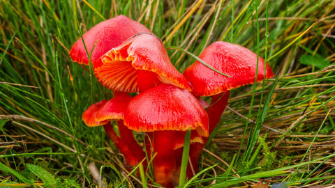 Waxcaps
