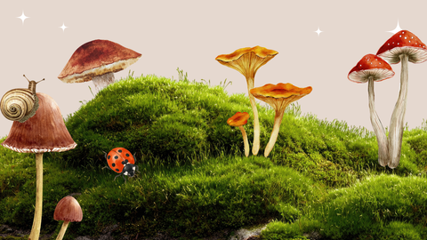 Fungi Festival