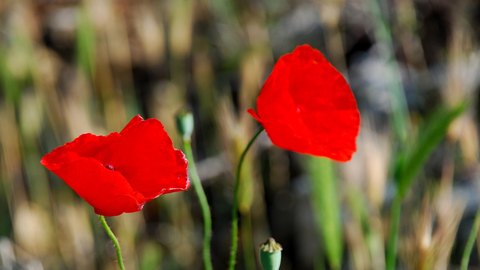 poppies