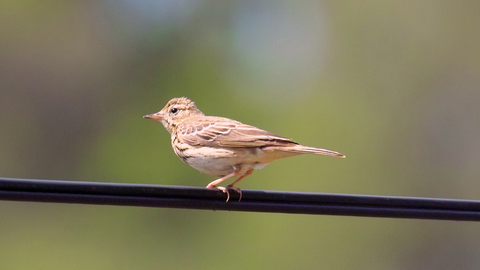 A tree pipit perched on a wire
