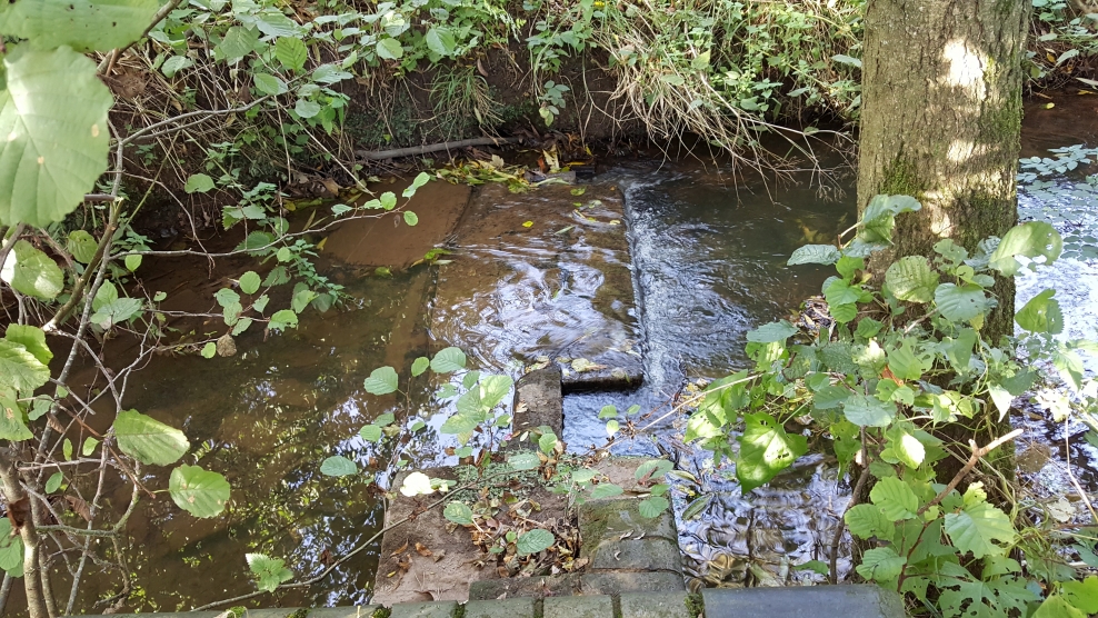 Salmon in the Stour Birmingham & Black Country Wildlife Trust