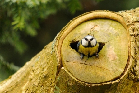 Blue tit emerging from nest