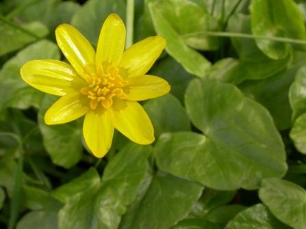 Lesser celandine