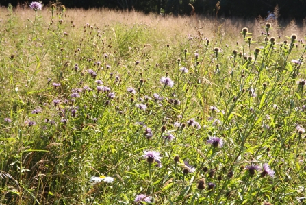 Wildflower meadow at Canon Hill Park