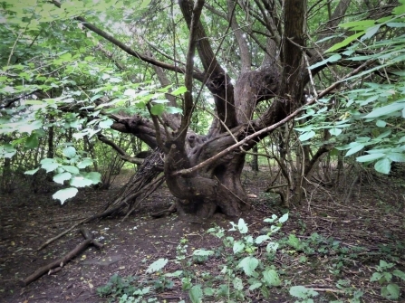 Improving woodlands at Canon Hill Park