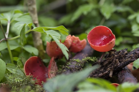Scarlet elf cup fungi