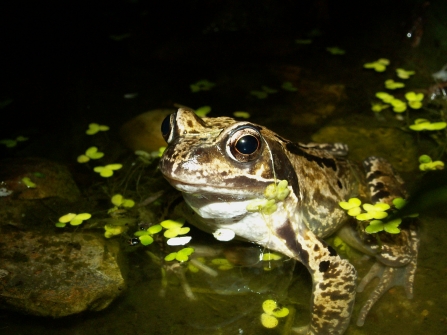 Common frog