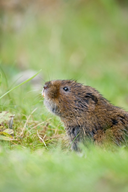 Water vole emerging from hole