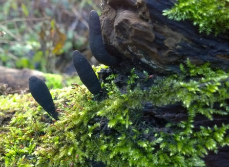 Dead molls fingers at Moorcroft wood